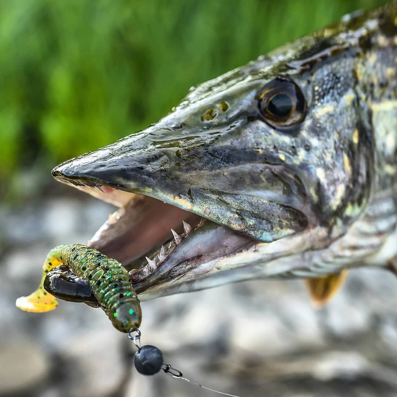 Esox lucius Linnaeus, 1758
